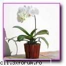 fiind cea mai raspandita orhidee, este probabil cea mai potrivita pentru a fi cultivata in casa si