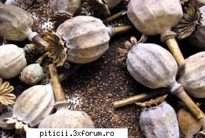 mirodenii macnume botanic: papavera nume: opium poppy: fr. pavot somnifere, sp. it. papavero; in. Administrator Piticii