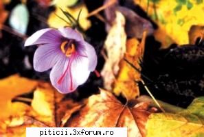 mirodenii sofran provine din arab care inseamna galben culoarea sacra aleasa calugarii budisti Administrator Piticii