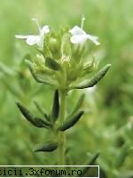 mirodenii din cimbrul fost cultivat zona mai fost apreciate virtutile medicale ale plantei abia apoi