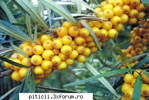 mirodenii catina albaextrem rezistenta conditiile mediu, fata solul care creste, catina este Administrator Piticii