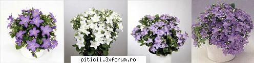 campanula isophylla alias clopotelul italian campanula isophylla sau clopotelul italian este una din