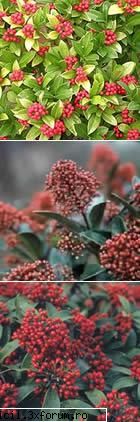 skimmia japonica este un arbust cu frunzis decorativ prin fructe, originar din spatii cu moderata