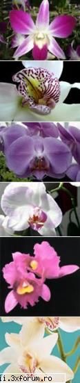 orhideea, regnului vegetal ramane, inca, o floare de mare lux, suscitand si admiratie, desi astazi