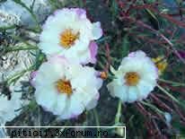 planta mica, suculenta cu lastari taratori, ne incanta prin florile foarte mari si frumoase care se