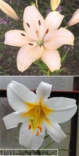 easter lily este o planta originara din japonia, dintr-o zona cu clima mai blanda, si se poate