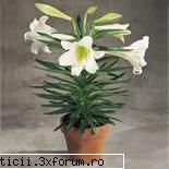 easter lily sau aici! ghiveci! Administrator Piticii