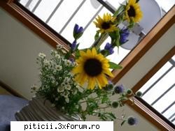Aranjamente florale... - dana210773 - Plante de apartament, plante de grădină