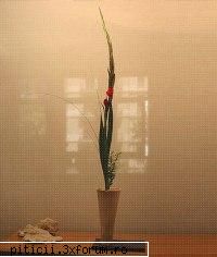 Aranjamente florale... - dana210773 - Plante de apartament, plante de grădină