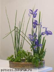 Aranjamente florale... - dana210773 - Plante de apartament, plante de grădină