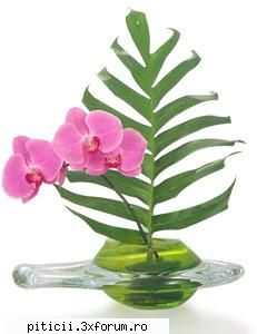 Aranjamente florale... - dana210773 - Plante de apartament, plante de grădină