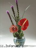 Aranjamente florale... - Beatrice - Plante de apartament, plante de grădină