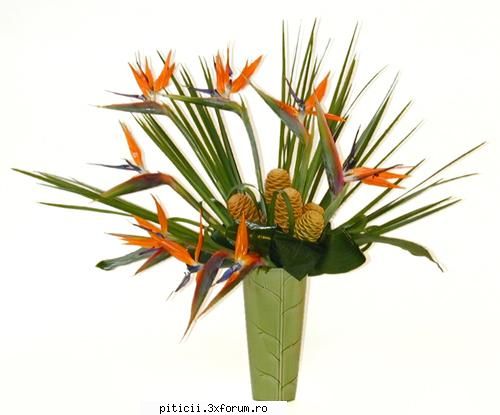 Aranjamente florale... - aranjament floral 2 - Plante de apartament, plante de grădină