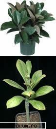 Arbore de cauciuc - Originar din America tropicala si - Plante de apartament, plante de grădină