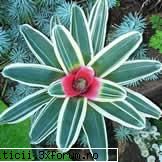bromeliile sunt plante originale din america centrala si de sud. 

in mediul lor natural se fixeaza