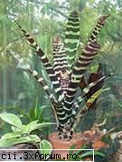 Bromeliile - Beatrice - Plante de apartament, plante de grădină