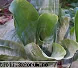 Bromeliile - AECHMEA FASCINATA! - Plante de apartament, plante de grădină