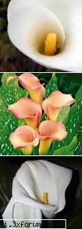 Cala - Cala Cala sau Zantedeschia aethiopica e originara - Plante de apartament, plante de grădină