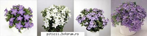 Campanula isophylla alias clopotelul italian - Beatrice - Plante de apartament, plante de grădină