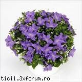 sau si aici floare! campanula isophylla alias clopotelul italian