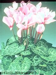 Cum ingrijim floarea de Cyclamen? - Iata si o poza cu aces - Plante de apartament, plante de grădină