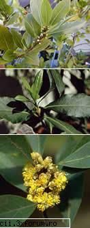dafinul
~ laurus nobilis ~ 

 
arbust sau arbore de climat este bazinului unde este intalnit atat in
