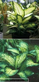 Dieffenbachia - Dieffenbachia Dieffenbachia este o planta - Plante de apartament, plante de grădină