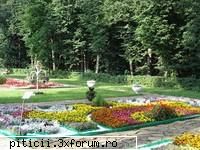 Gradina ca-n povesti..... - Un sfat, o idee, o experienta - Plante de apartament, plante de grădină