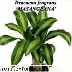HELP! imi moare dracena - uite ceva despre DRACENA! - Plante de apartament, plante de grădină