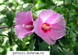 Hibiscus - gardul viu - Hibiscus-ul este un arbust foarte - Plante de apartament, plante de grădină