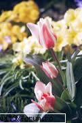 Laleua - Laleaua, regina primaverii, provine din Orientul - Plante de apartament, plante de grădină