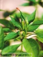 MIRODENII - CHILLI Ardeiul iute, Chilli - Bucătărie romanească si internaţională!