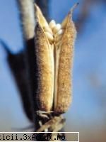 MIRODENII - SUSAN Denumirea botanica - Bucătărie romanească si internaţională!