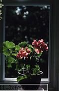 Muscata (Pelargonium) - De ce este Muscata atat de - Plante de apartament, plante de grădină