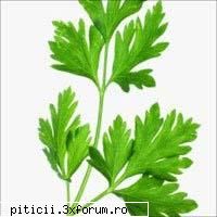 Patrunjelul si silueta ideala - Beatrice - Cosmetice, diete, nutriţie, vopsirea părului, o problemă?