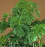originar din america tropicala, cuprinde circa 120 de specii cu mare efect ornamental si exotic.