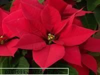 Poinsetia sau CRACIUNITA - Poinsetia este originara din - Plante de apartament, plante de grădină
