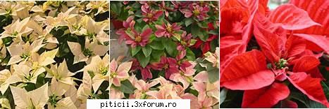 aici! poinsetia  sau craciunita