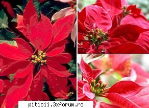 Poinsetia sau CRACIUNITA - Beatrice - Plante de apartament, plante de grădină