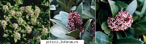 Skimmia japonica - Beatrice - Plante de apartament, plante de grădină