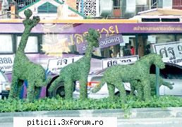 TOPIARY - tehnica tunderii plantelor - Topiary (plante tun - Plante de apartament, plante de grădină