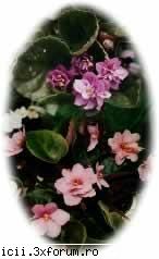 Violete africane - Sunt plante cu aspect agreabil fara - Plante de apartament, plante de grădină